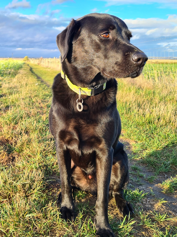 Colin The Black Labrador