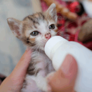 Kitten Feeding