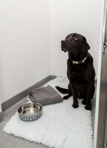 Colin our black Labrador showing how spacious the walk in kennels are at Snowy Vets