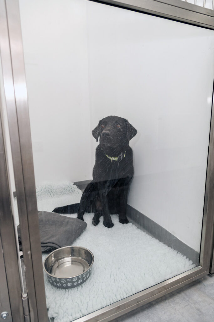 Pet dog in ward