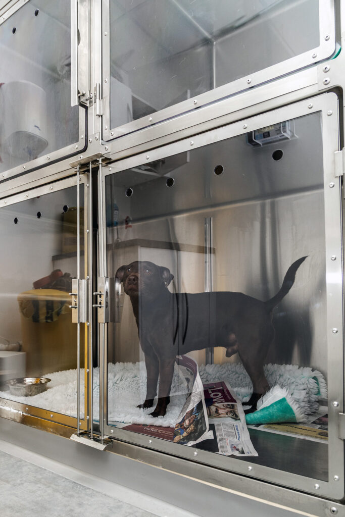 Pet dog in ward