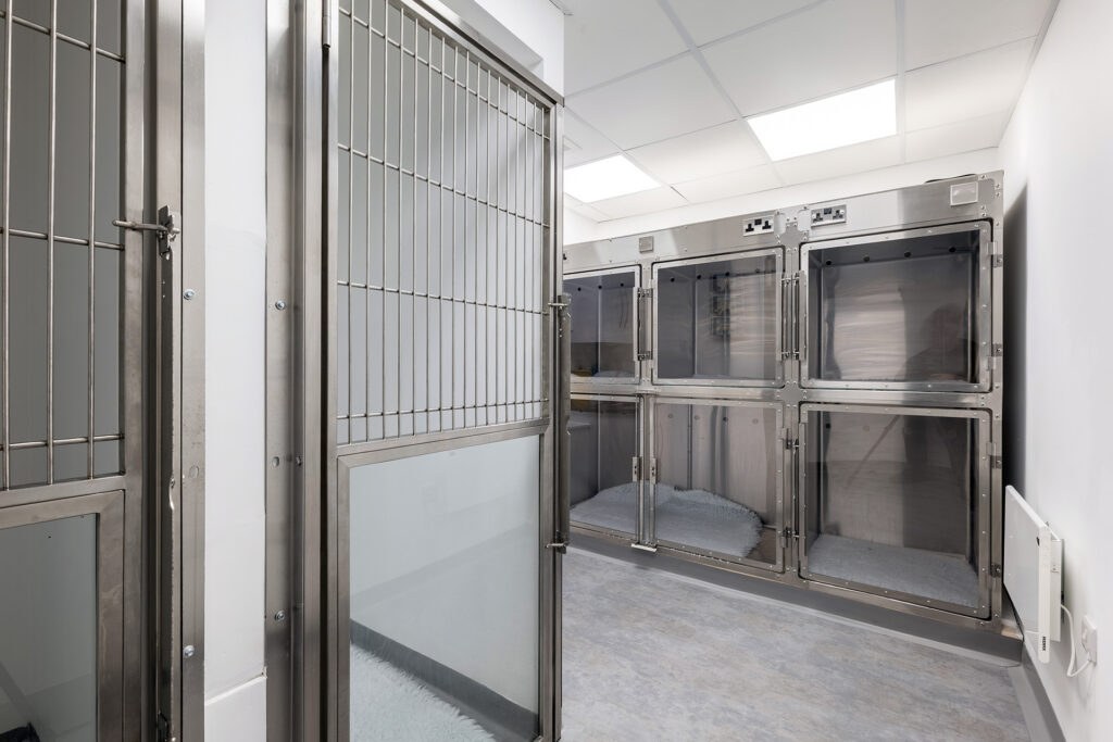 Dog ward 2