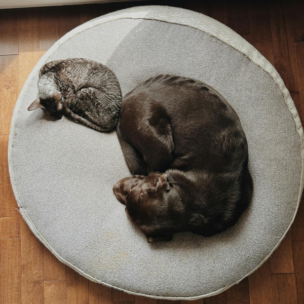 Sleeping Cat and Dog